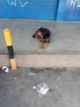 Negão 