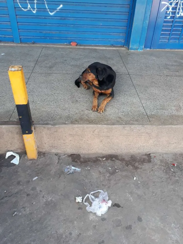 Cachorro ra a  idade  nome Negão 