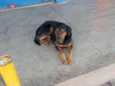 Negão 