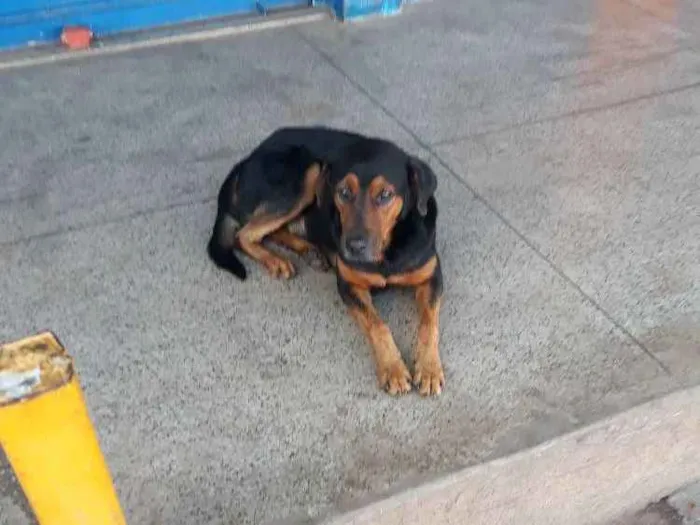 Cachorro ra a  idade  nome Negão 