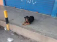 Negão 
