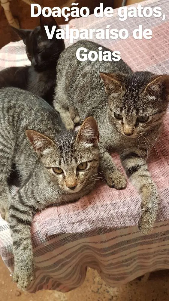 Gato ra a Não definida idade 2 a 6 meses nome Sem nome