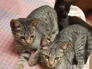 Gato raça Não definida idade 2 a 6 meses nome Sem nome