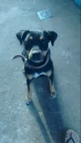 Nala