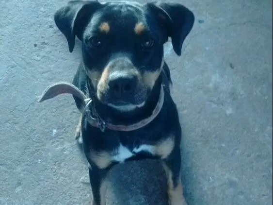 Cachorro ra a SRD idade 4 anos nome Nala