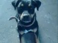 Nala