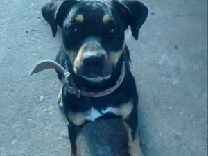 Cachorro raça SRD idade 4 anos nome Nala