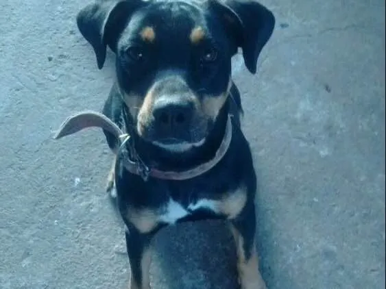 Cachorro ra a SRD idade 4 anos nome Nala