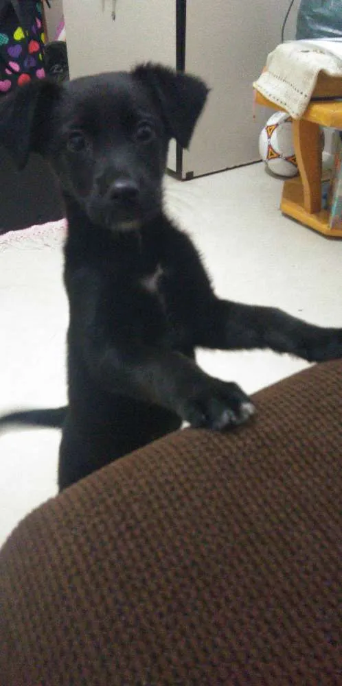 Cachorro ra a Sem raça idade 2 a 6 meses nome Luna
