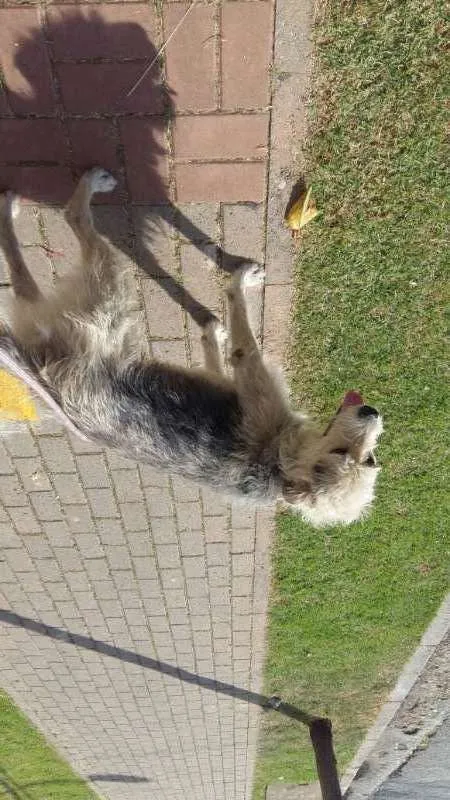 Cachorro ra a SRD idade 2 anos nome Nestor