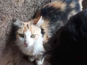 Gato raça Vira lata idade 2 anos nome Sem nome