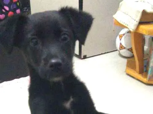 Cachorro ra a Sem raça idade 2 a 6 meses nome Luna