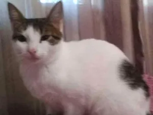Gato raça  idade 7 a 11 meses nome Nano