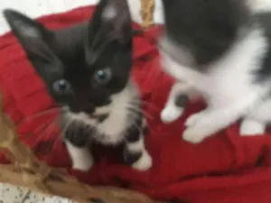 Gato raça Vira idade 7 a 11 meses nome Ivy