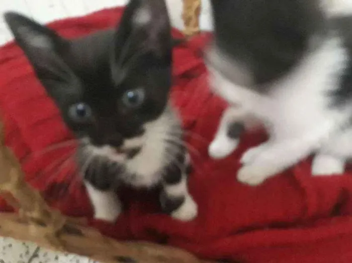 Gato ra a Vira idade 7 a 11 meses nome Ivy
