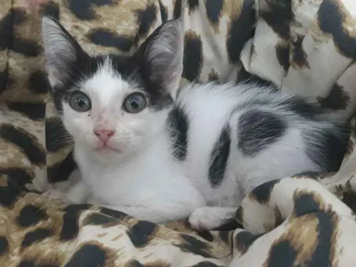 Gato ra a Nenhuma idade 2 a 6 meses nome Charlie, Rimena e Kh