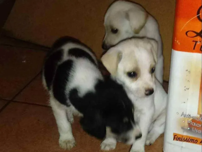 Cachorro ra a Indefinida idade Abaixo de 2 meses nome Sem nome