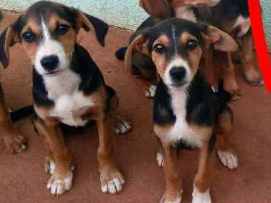Cachorro ra a Vira lata idade 2 a 6 meses nome Sem nome