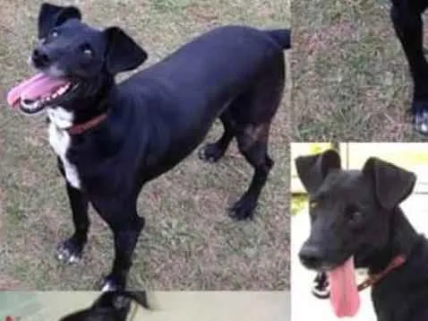 Cachorro ra a SRD idade 5 anos nome Milly