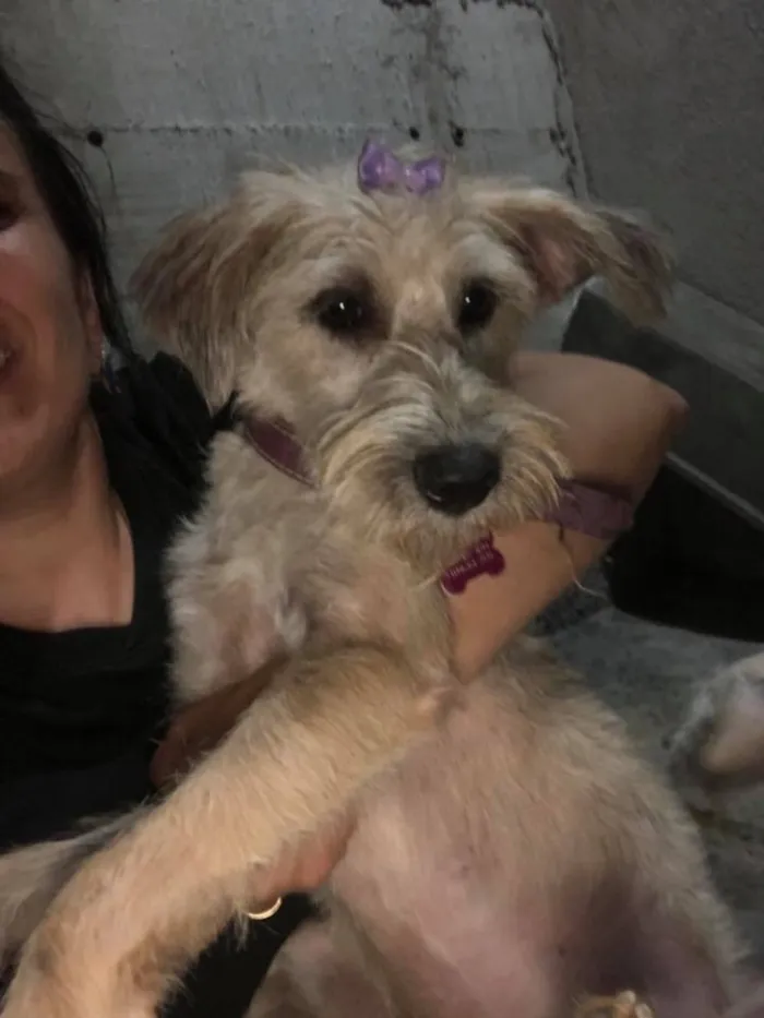 Cachorro ra a SRD idade  nome Bellinha