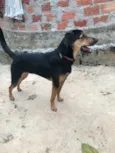 Paulinho