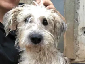 Cachorro raça SRD idade  nome Bellinha