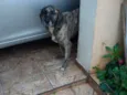 Laila