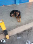 Negão 