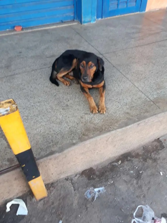 Cachorro ra a  idade  nome Negão 
