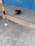 Negão 