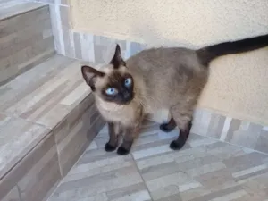Gato raça Siamesa vira lata idade 2 a 6 meses nome Pérola