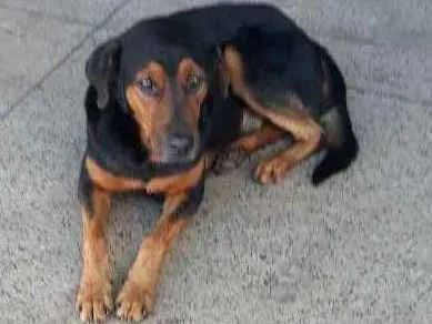 Cachorro ra a  idade  nome Negão 