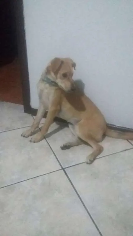 Cachorro ra a SRD idade 7 a 11 meses nome Zoe