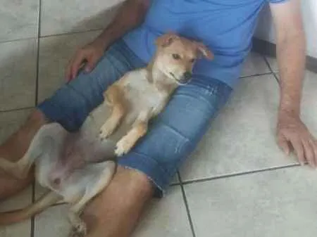 Cachorro ra a SRD idade 7 a 11 meses nome Zoe