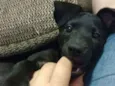 LUA