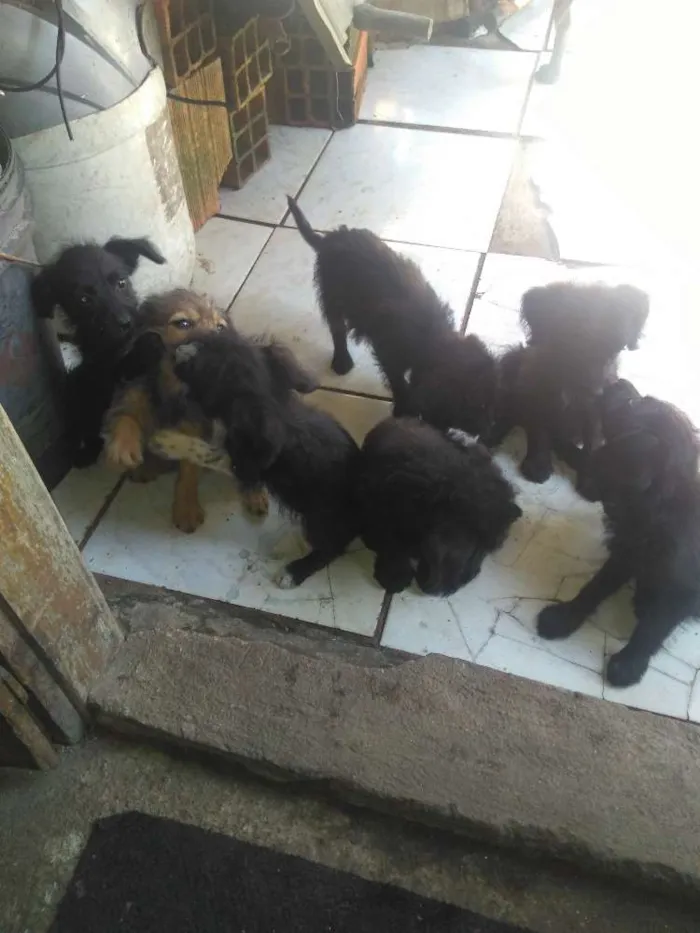 Cachorro raça Indefinida  idade 2 a 6 meses nome Sem nome