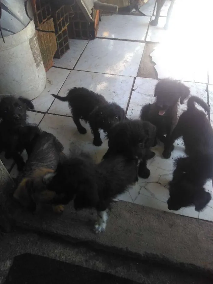 Cachorro raça Indefinida  idade 2 a 6 meses nome Sem nome