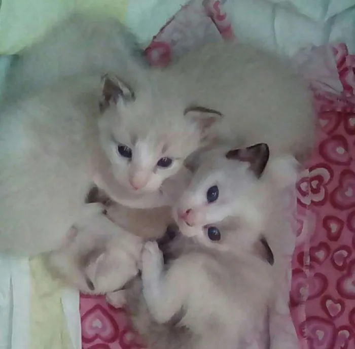 Gato ra a Mestiças siames  idade Abaixo de 2 meses nome Lindinhas 