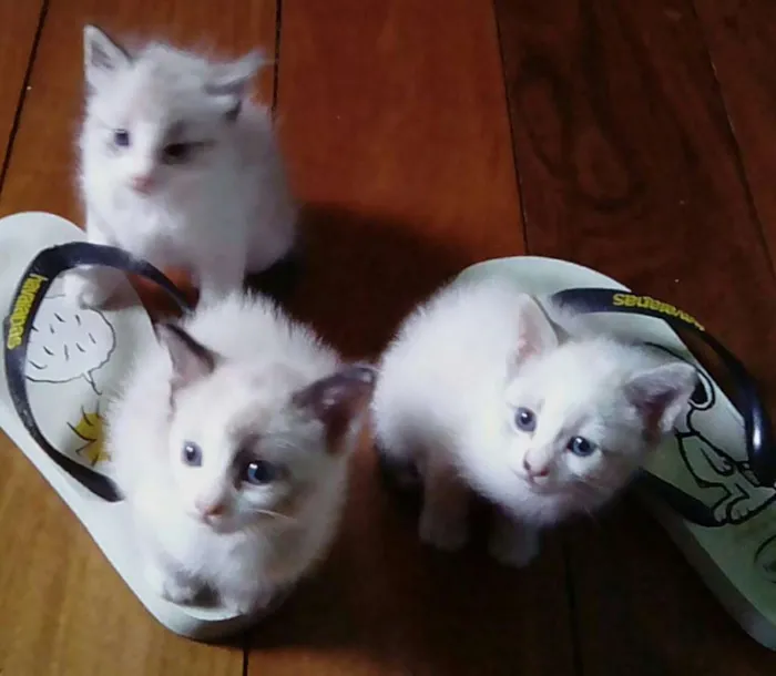 Gato ra a Mestiças siames  idade Abaixo de 2 meses nome Lindinhas 