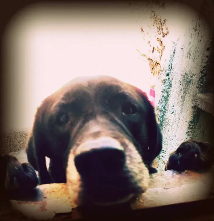 Cachorro ra a Labrador idade 6 ou mais anos nome Du