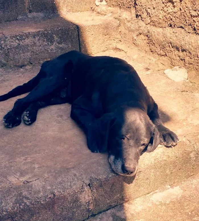 Cachorro ra a Labrador idade 6 ou mais anos nome Du