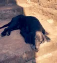 Du