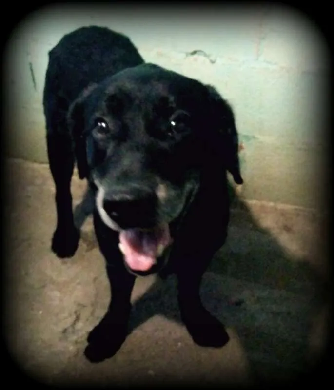 Cachorro ra a Labrador idade 6 ou mais anos nome Du