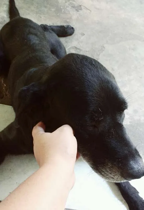 Cachorro ra a Labrador idade 6 ou mais anos nome Du