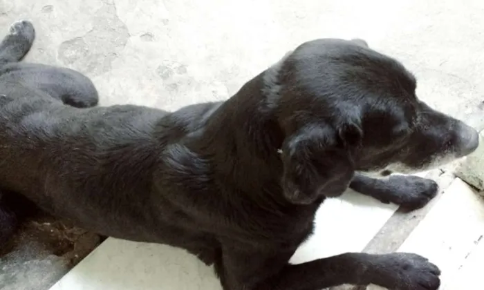 Cachorro ra a Labrador idade 6 ou mais anos nome Du