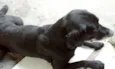Du