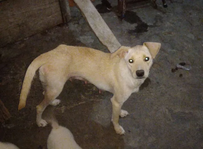 Cachorro ra a Capa preta e vira-lata idade 1 ano nome Taylor