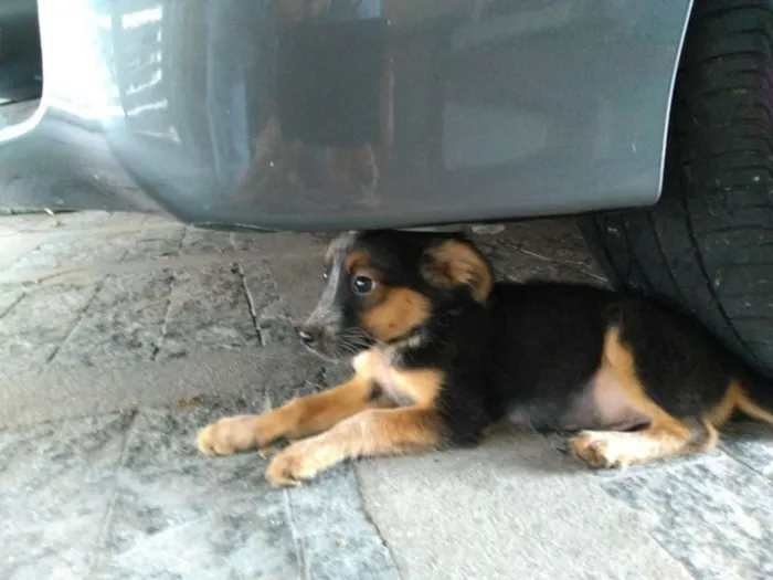 Cachorro ra a vira lata idade 2 a 6 meses nome sem nome