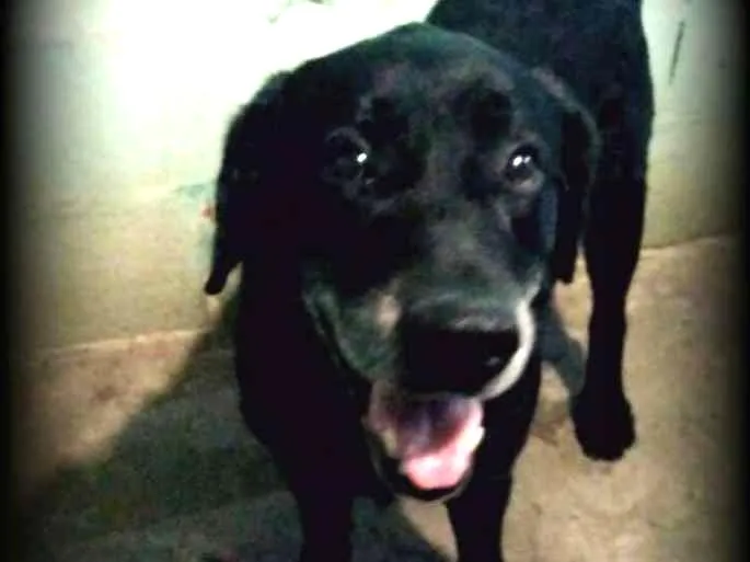 Cachorro ra a Labrador idade 6 ou mais anos nome Du