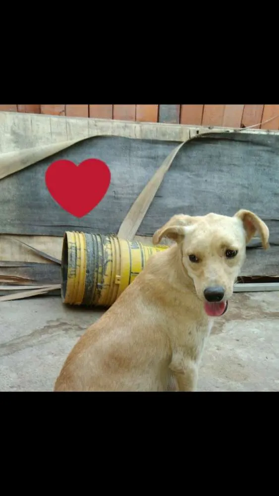 Cachorro ra a Capa preta e vira-lata idade 1 ano nome Taylor
